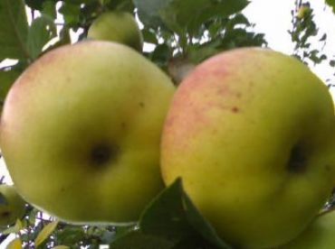 Яблоня Богатырь