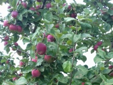 Яблоня Лобо