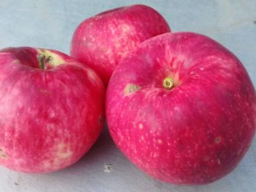 Изображение Яблоня Мантет Яблоня Мантет