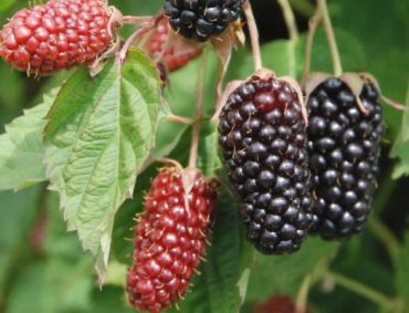 Ежевика Коламбия Стар