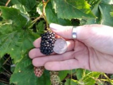 Ежевика Надчез