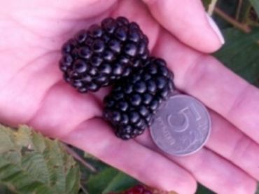 Ежевика Надчез