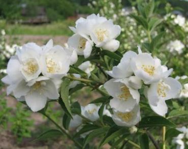 Жасмин (чубушник) Алебастр