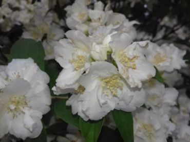 Жасмин (чубушник) Казбек