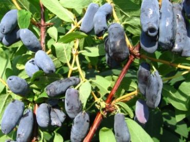 Жимолость Амфора