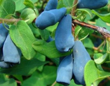 Жимолость Гордость Бакчара