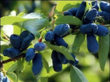 Жимолость Негритянка