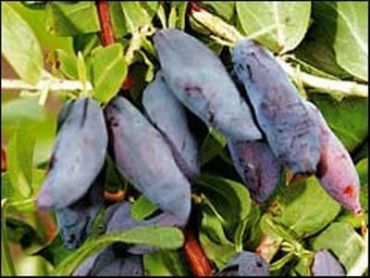 Изображение Жимолость Нимфа Жимолость Нимфа