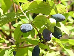 Жимолость Синяя птица