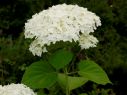 Гортензии